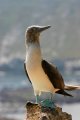 Proud blue footed boobie